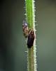 Philaenus spumarius